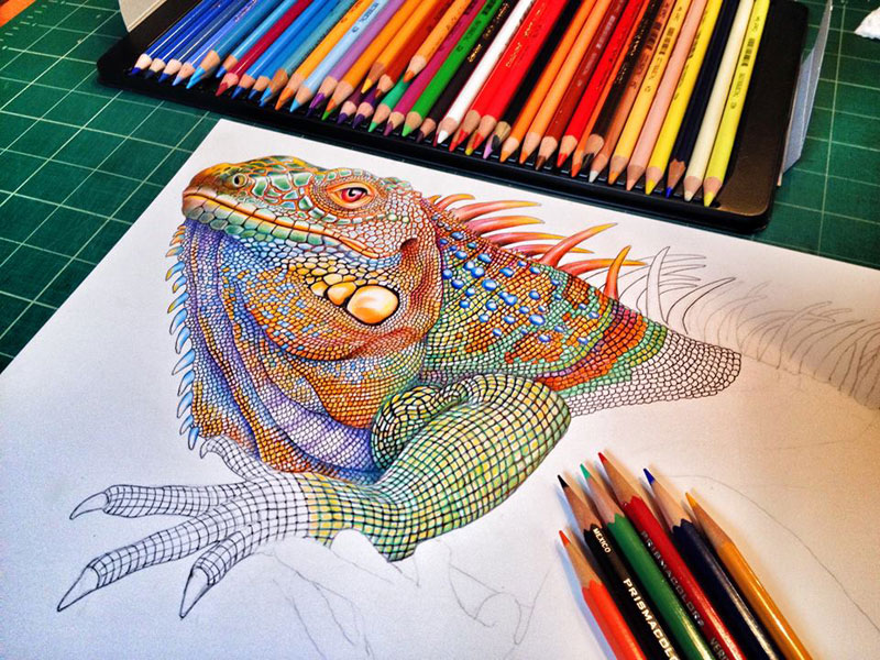 800x600 Incredibly Detailed Pencil Crayon Drawings Of Iguana And Chameleon