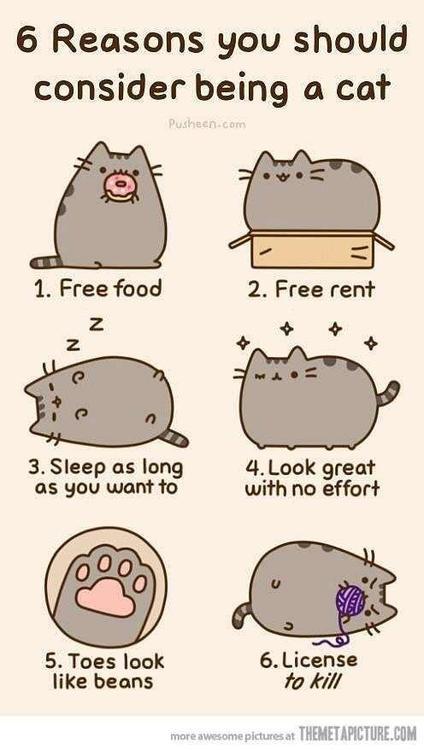 424x750 Cat Drawing Tumblr