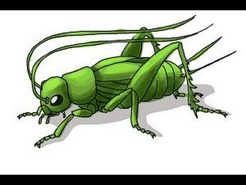 480x360 How To Draw A Cricket