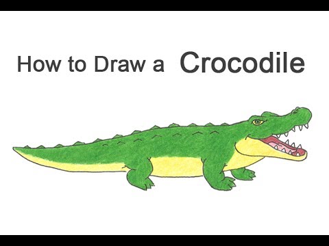 480x360 How To Draw A Crocodile Alligator (Cartoon)