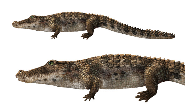 600x349 How To Draw Animals Crocodiles, Alligators, Caimans And Gharials