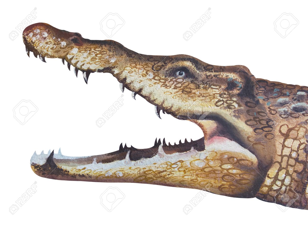 1300x967 Isolates Of Drawing Crocodile Stock Photo, Picture And Royalty