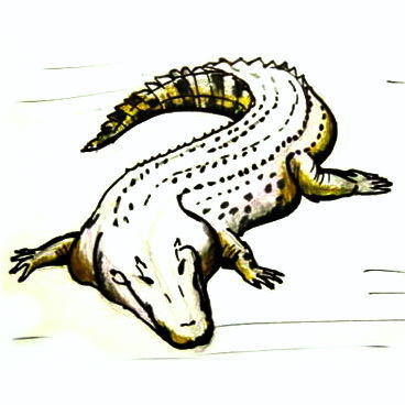 368x368 Learn How To Draw A Crocodile