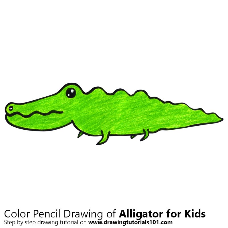 800x800 Learn How To Draw An Alligator For Kids (Animals For Kids) Step By