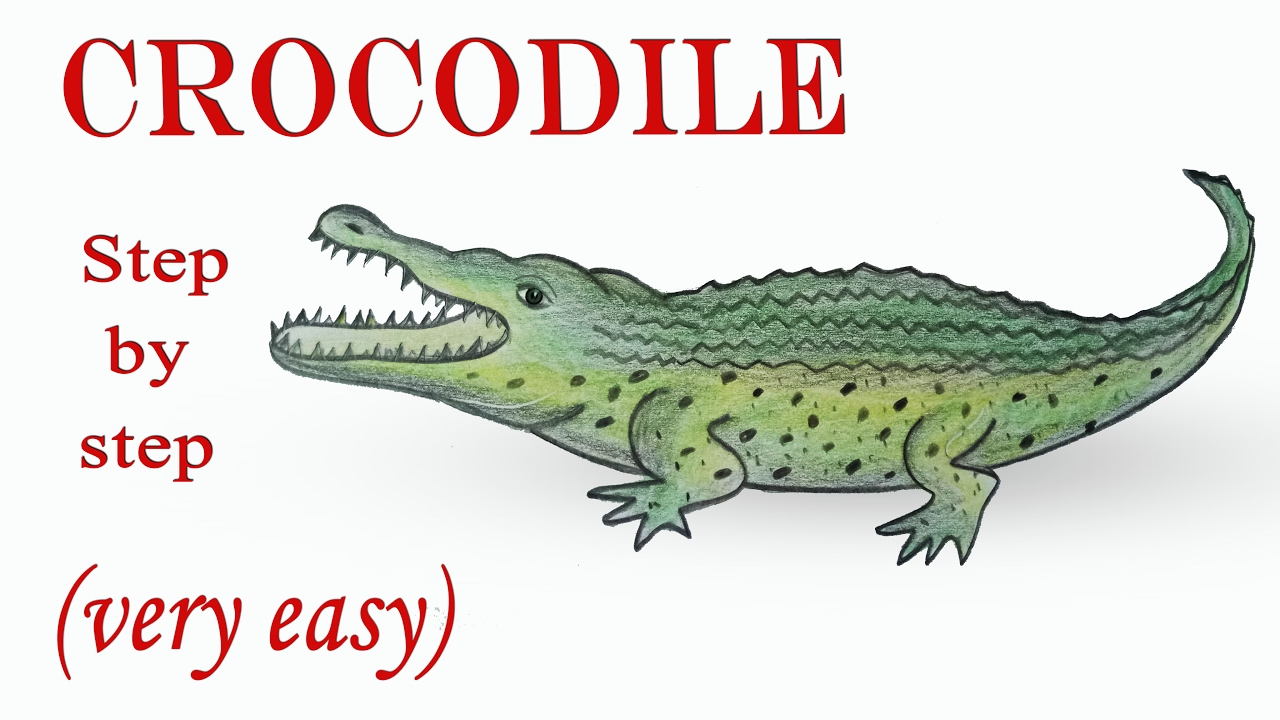 1280x720 How To Draw A Crocodile Step By Step (Very Easy)