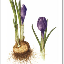 250x250 Crocus Drawing, Pencil, Sketch, Colorful, Realistic Art Images