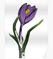 210x230 Crocus Drawing Posters Redbubble