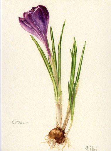 378x516 Crocus. Welcome To My Page About Amaryllis, Hyacinths And Other