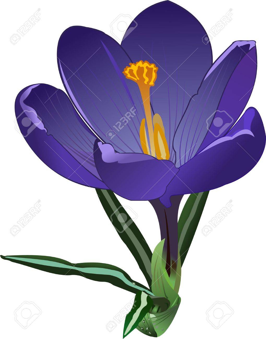 1019x1300 Crocus.drawing Stock Photo, Picture And Royalty Free Image. Image