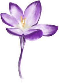 206x291 35 Best Crocus Tattoo Images On Tattoo Inspiration