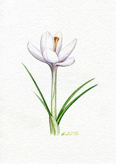 236x332 Pics For Gt Saffron Flower Drawing Spices Amp Seeds