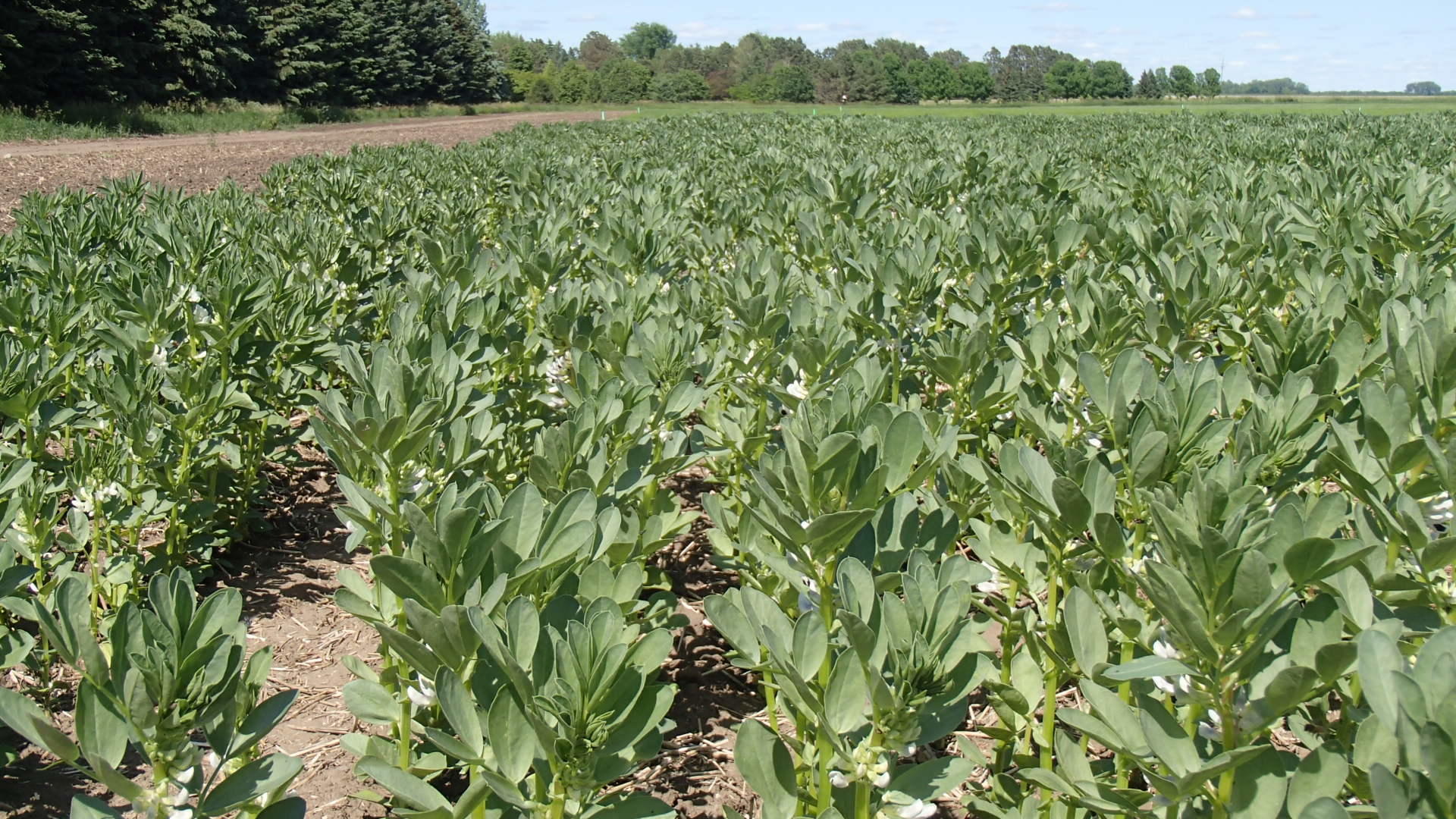 1920x1080 Faba Beans Drawing More Attention Agweek