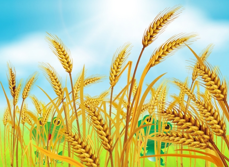 743x540 Wheat Crop Photo