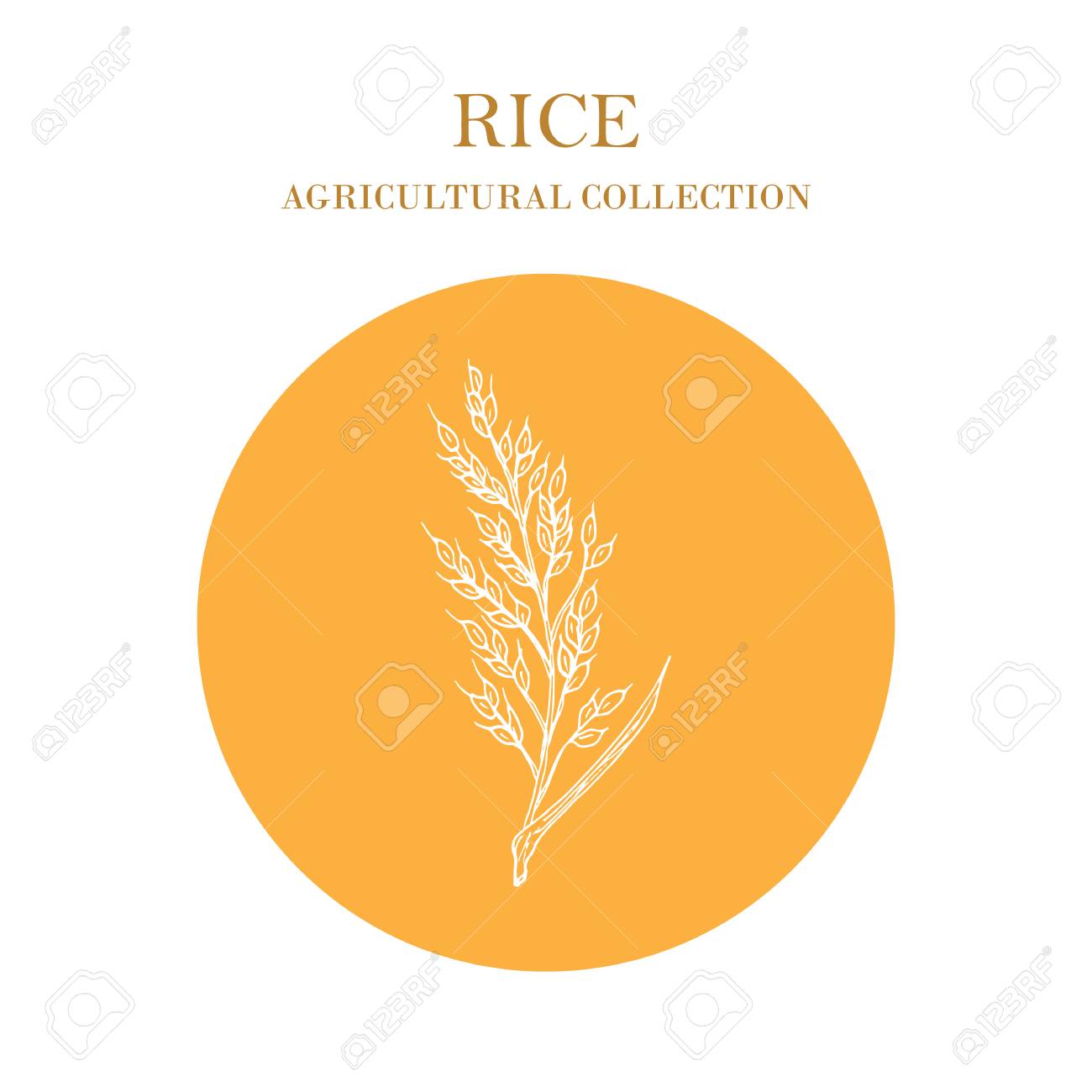 1300x1300 Rice Plant, Hand Drawn Cereal. Agricultural Crops Drawing. Royalty