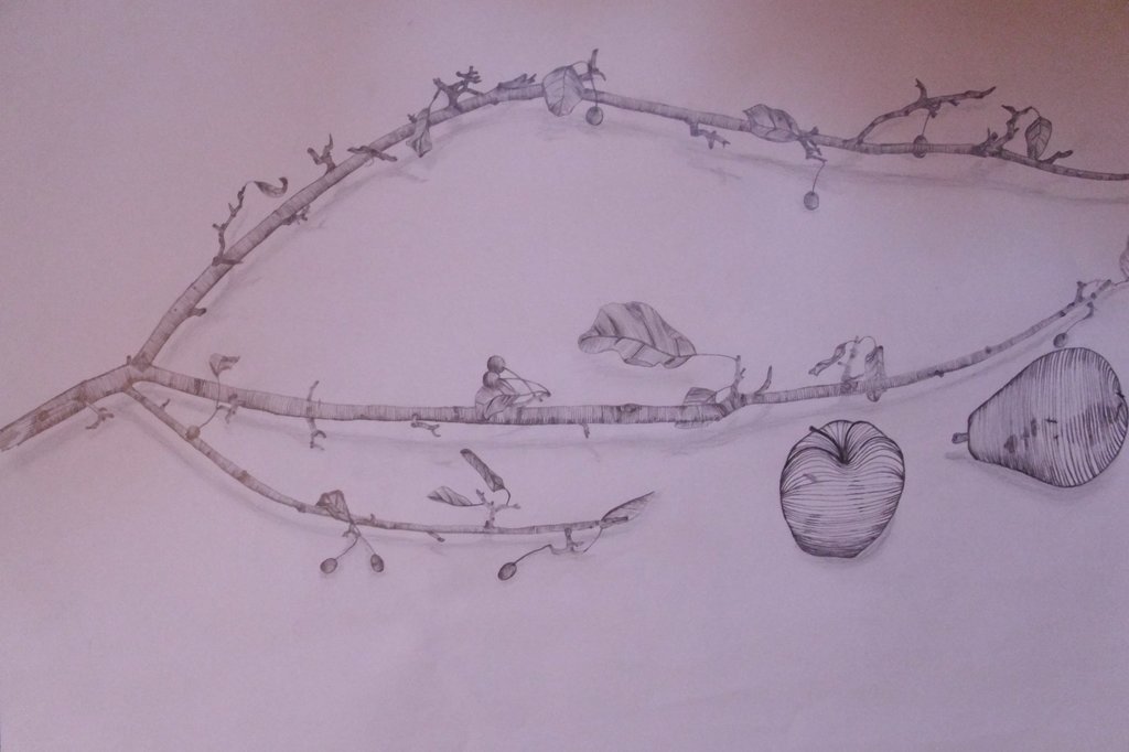 1024x682 Fruit And Tree Branch Cross Contour Still Life By Crear Con