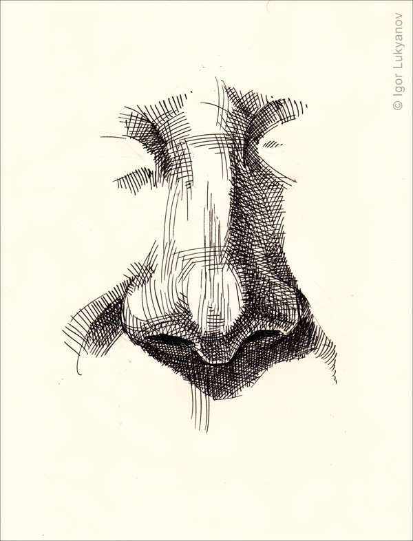 600x786 Drawing A Realistic Human Nose
