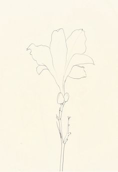 236x343 Ellsworth Kelly's Plant Drawings