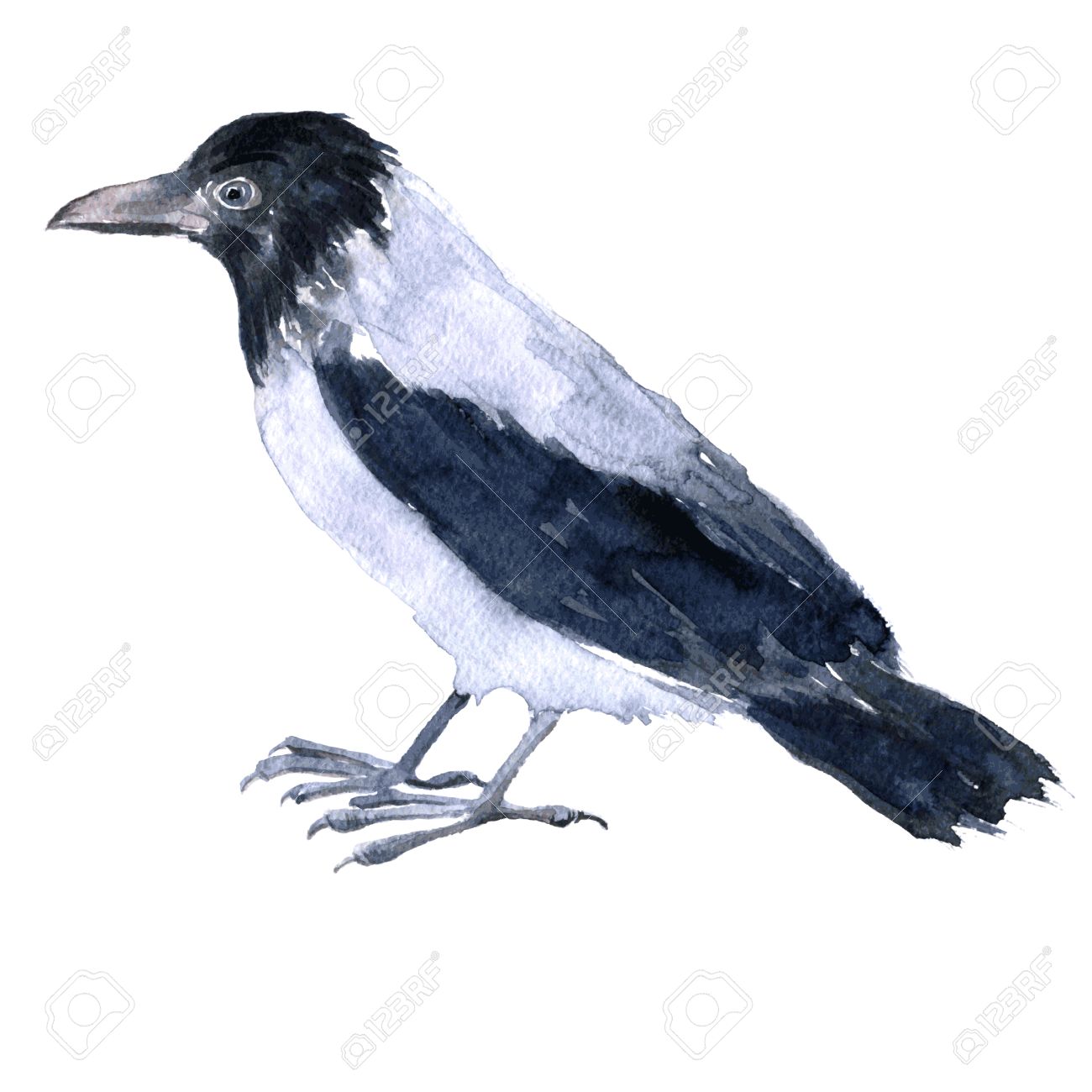 1300x1300 Vector Watercolor Drawing Bird, Crow Painted By Aquarelle