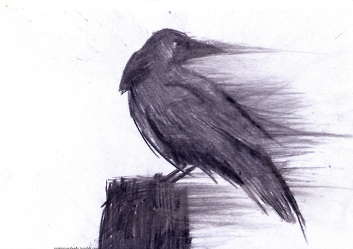 500x352 Art, Bird, Birds, Black, Black And White, Black