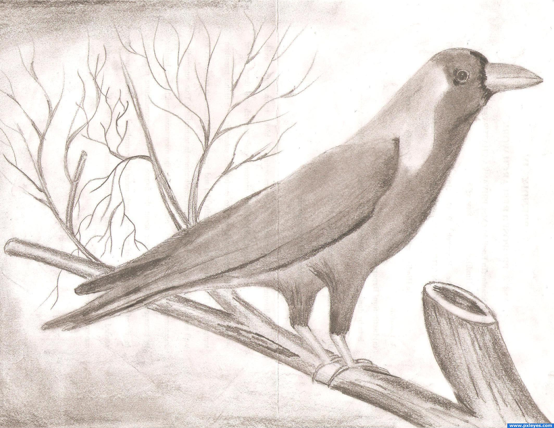 2128x1646 Crow Picture, By Chandershekhar For Birds Drawing Contest
