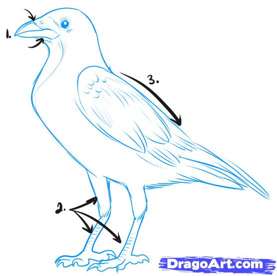 555x554 How To Draw A Crow Step 1 Pottery Ideas Crows
