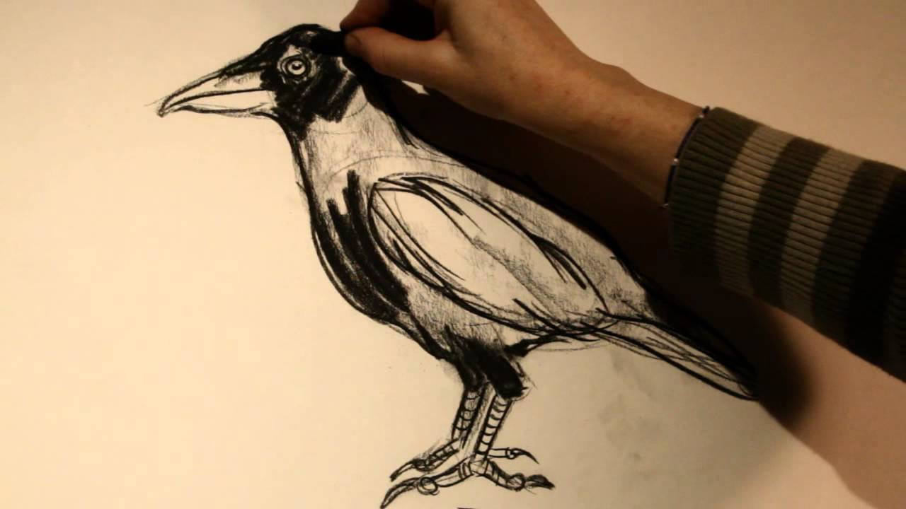 1280x720 Crow Drawing Tutorial With Kat Thorsen