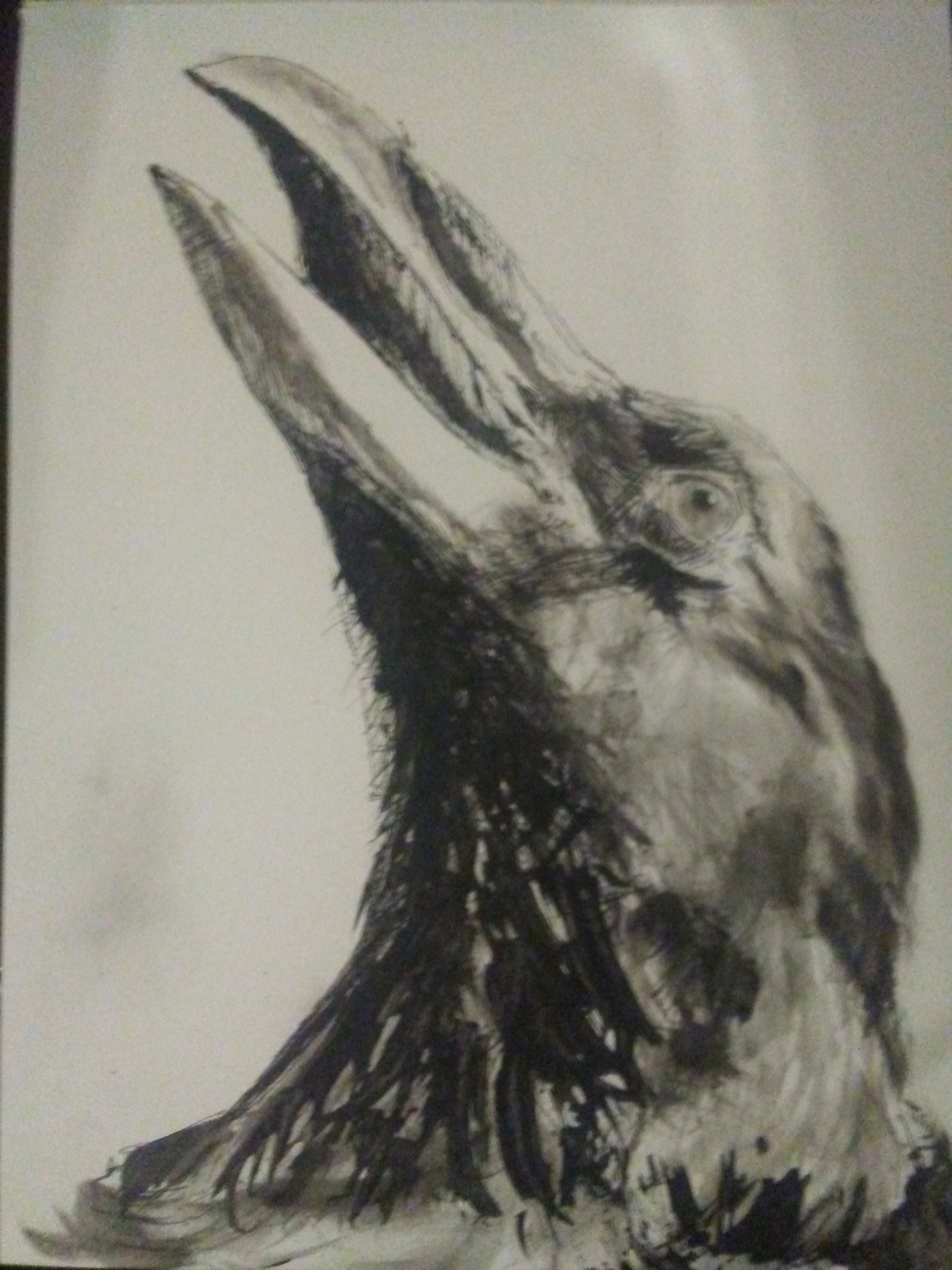 1920x2560 Crow Drawing