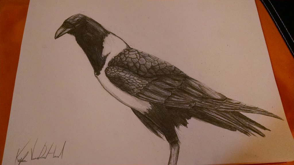 1024x576 Pied Crow Drawing By Flight Level