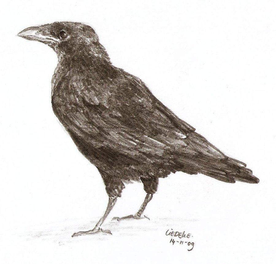 900x859 Crow Sketch By Liedeke