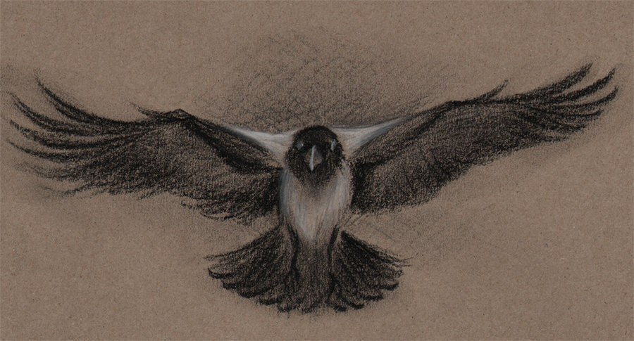 900x485 Charcoal Crow By Paperiapina