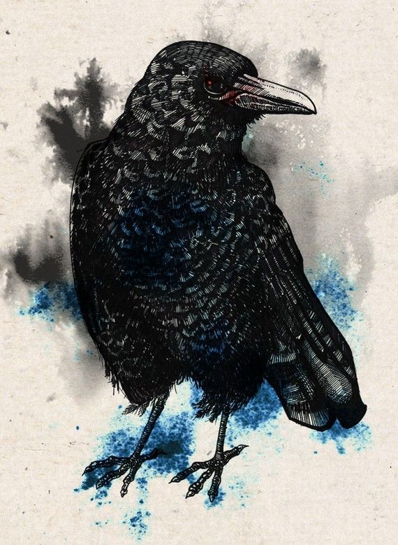 570x780 Crow Drawing By Sophy Tuttle On Etsy Animal Art