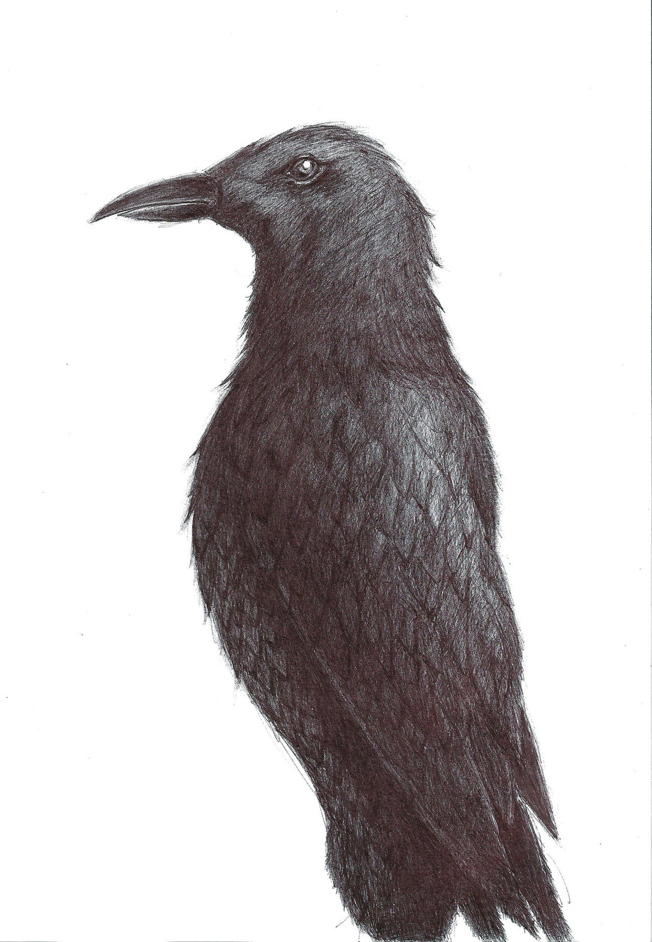 1280x1847 Crow Pen Drawing By Azterion