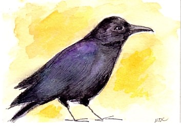 353x249 Ink And Watercolor Wash Drawing A Crow See. Draw. Share.