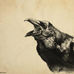 250x250 Crow Drawing, Pencil, Sketch, Colorful, Realistic Art Images