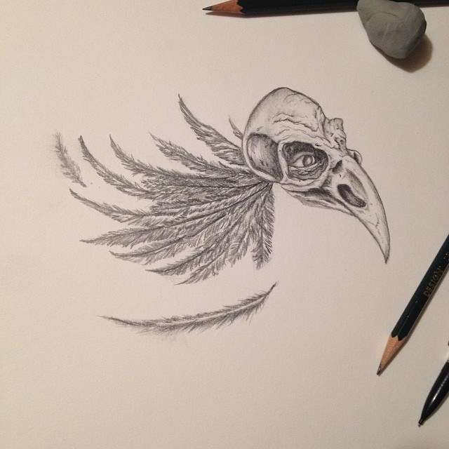 640x640 Crow Skull Sketch.