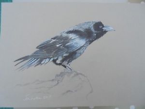300x225 Original Signed Pencil Drawing Crow Ebay