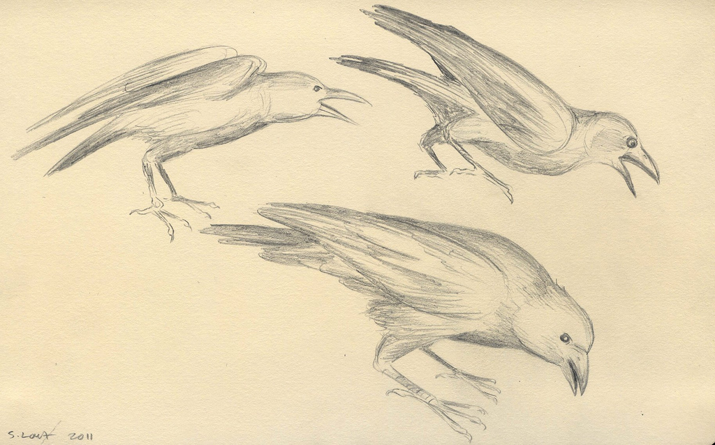 1024x638 Crow Pencil Sketches Steve Loya