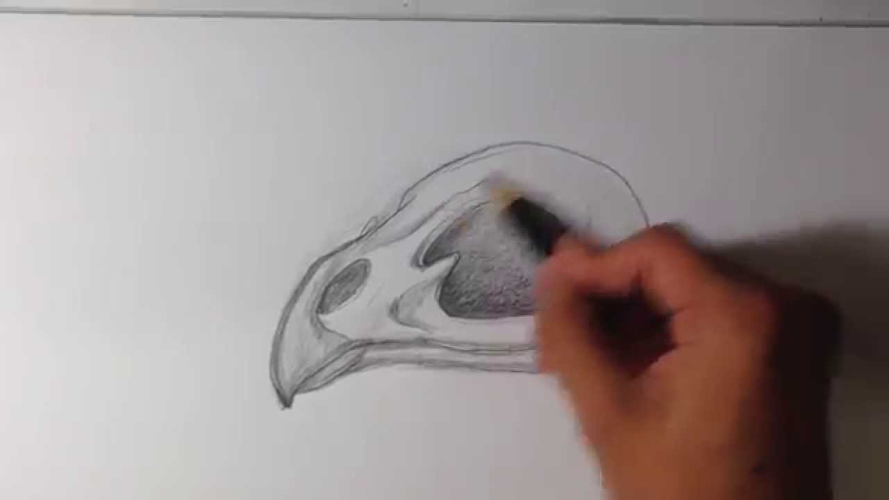 1280x720 How To Draw A Bird Skull