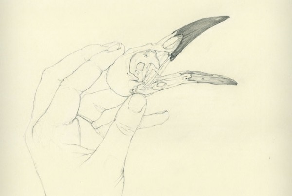 600x403 Still Life Drawings Alia El Bermani