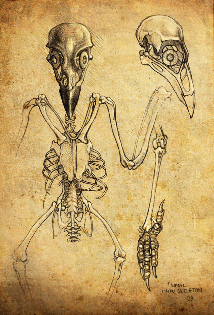 700x1031 Crow Skeleton Sketch By Taurnill Bella Morte Crows
