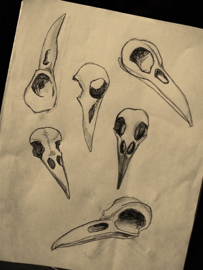 774x1032 Raven Skull Sketches By Emmajory Crows! Skull