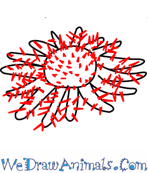 300x350 How To Draw A Crown Of Thorns Starfish