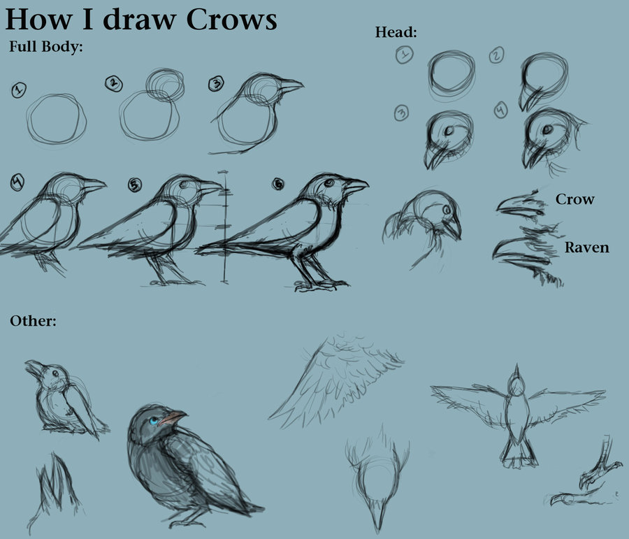 900x771 How I Draw Crows By Creatthecrow