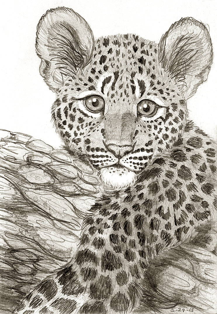 743x1075 Leopard Cub Drawing Bythemountaintop
