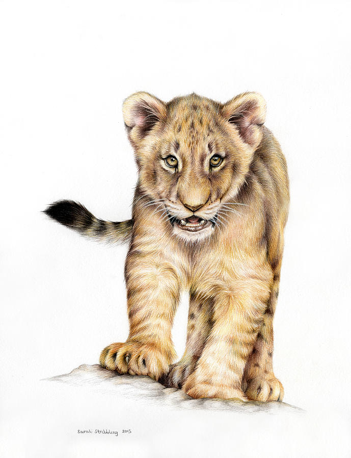 689x900 Lion Cub Colour Pencil Drawing Painting By Sarah Stribbling