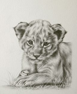 257x315 Baby Animal Drawings In Pencil