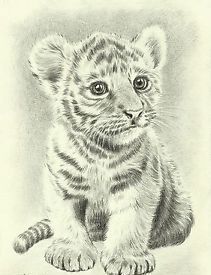 211x275 Tiger Cub Drawing