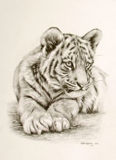 236x324 Tiger Cub Drawing