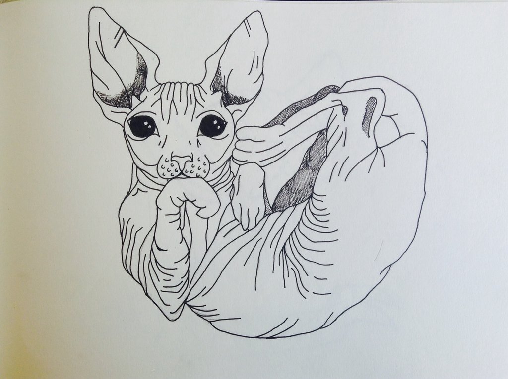 1024x765 Sphynx Cat Curled Up! By Wainosaurusrex