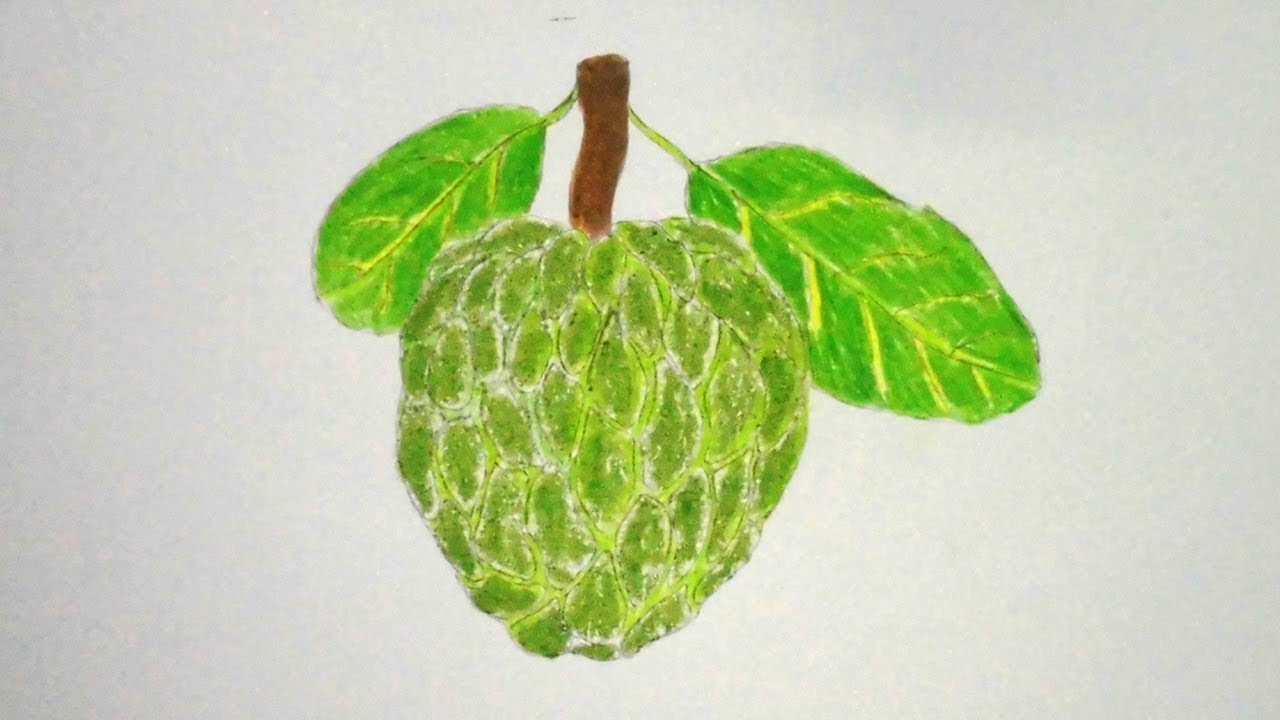 1280x720 How To Draw Custard Apple Step By Step Very Easy
